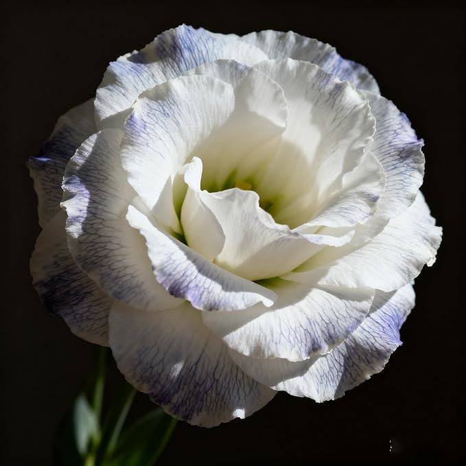 Lisianthus Flower Seeds for Planting, 1000 Mix Color Annual Lisianthus Seeds, Non-GMO Thornless Lisianthus Flowers Seed for Home Garden Outdoor