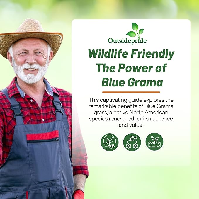 Outsidepride Blue Grama Native Grass Seed - 1 lb. Perennial, Drought Tolerant & Low Maintenance, Pasture Seeds for Planting Densely Tufted Leaves, Ideal for Hay Foraging, Grazing & Erosion Control