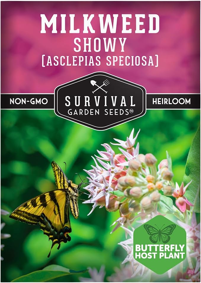 Showy Milkweed Seeds for Planting - Asclepias Speciosa - Monarch Butterfly Host - Drought-Tolerant Native Plant & Prairie Flower - Asclepias Speciosa - Survival Garden Seeds (1 Pack)
