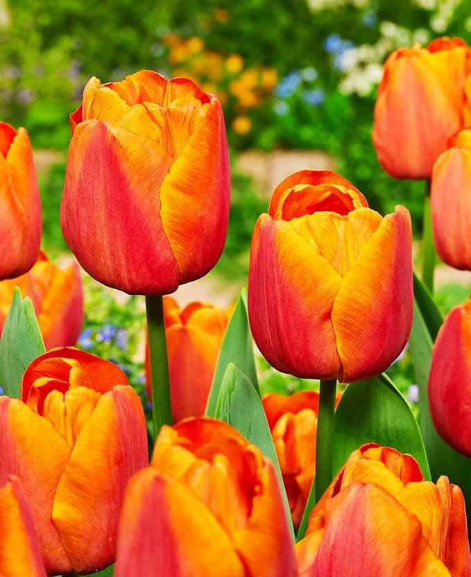 Mix Triumph Tulips 10 Bulbs for Fall Planting Colorful Flower Tulipa Darwin Hybrid Changing Colors Mixture Size 12+ 4 Varieties to Choose (Orange Emperor, 10, Mix Color)
