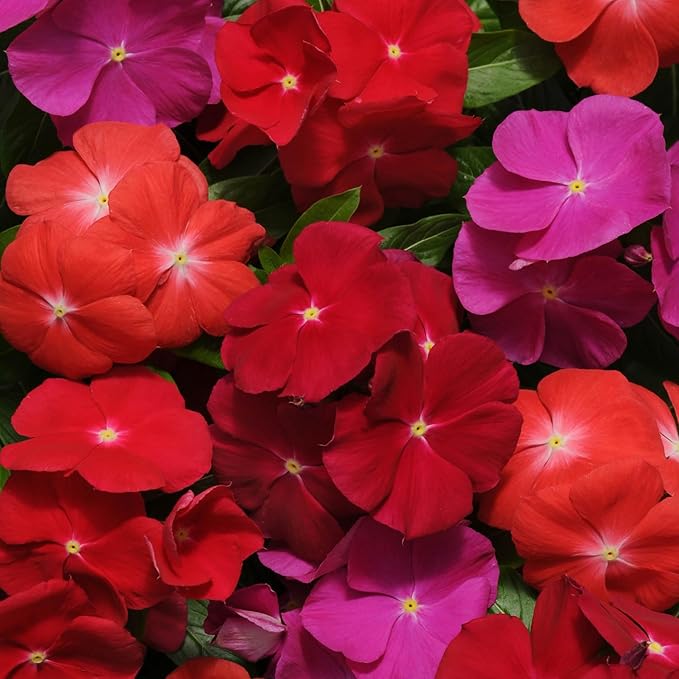 Outsidepride Pacifica XP Bold Mix Periwinkle Seeds for Planting – 200 Pcs Annual, Fast-Blooming, Heat & Drought Tolerant Vinca Flower Seeds with Vibrant Colors for Gardens, Beds & Containers
