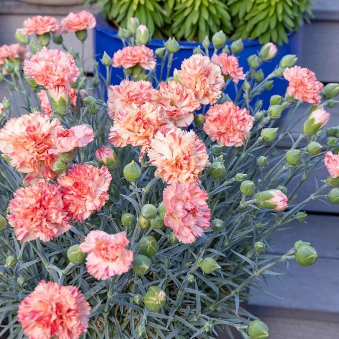 Mixrug Mix Sweet William Dianthus Seeds for Planting, 5000+pcs Rare Perennial Creeping Dianthus barbatus Flower Seeds Non-GMO Heirloom Rare Plants, Open Pollinated Beauty Home Garden for Outdoors