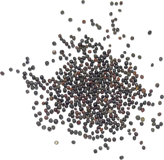 Seed Needs Kohlrabi Seeds for Planting Purple Vienna Kohlrabi Crops - Non-GMO Heirloom & Untreated Vegetable Seed to Plant an Outdoor Heirloom Home Grown Veggie Garden (1 Pack)