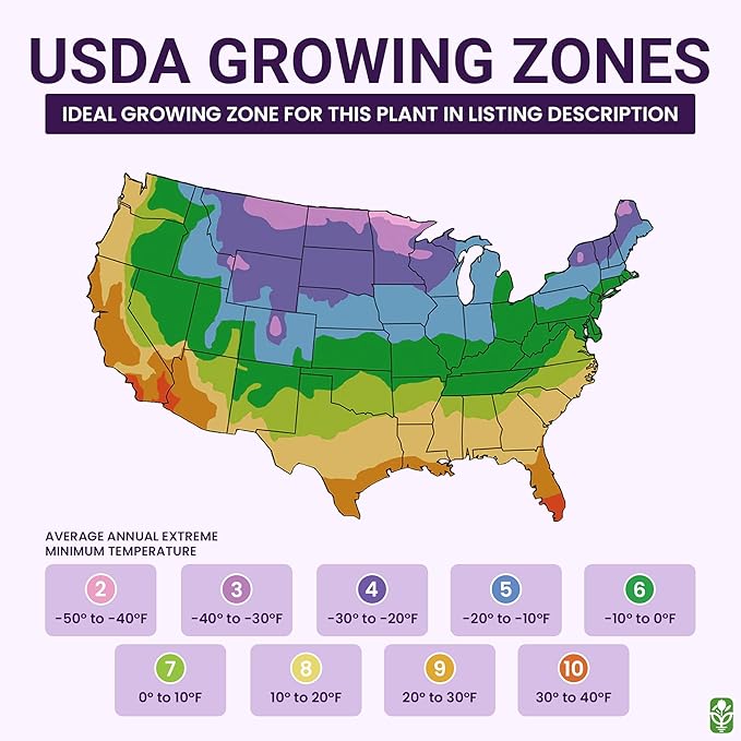 5 Double Snowdrops Bulbs - Top Size - Earliest Spring Blooms Thrive in Shade and Partial Sun - A Rare and Potected Specie in Holland