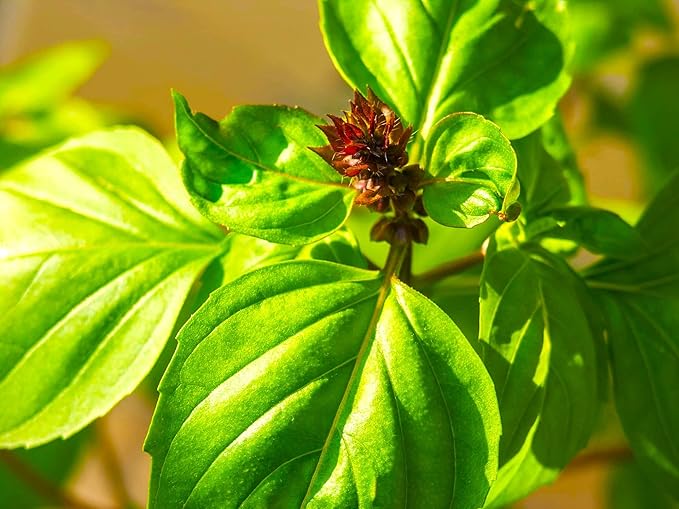 Unique Cinnamon Basil Mexican Spice 200+ Seeds for Planting Herb Garden