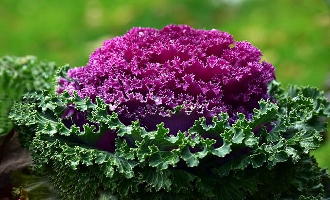 Seeds Flowering Kale 'Fringed Mix' - Heirloom Vegetable - GMO Free