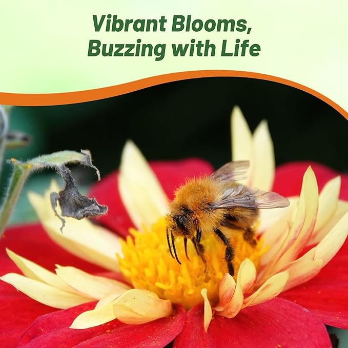 Outsidepride Opera Mix Dahlia Seeds for Planting - 200 Pcs Annual, Easy to Grow, Season-Long Flower Seeds with Colorful Blooms for Containers, Pots, Borders, & Gardens, Suitable as Cut Flower