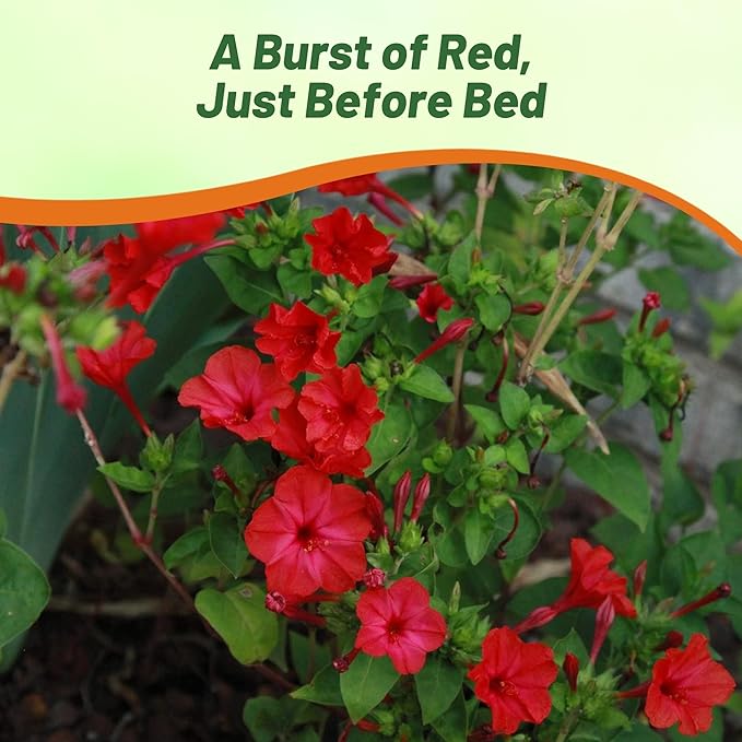 Outsidepride Red Four O'clock Flower Seeds - 1 lb Perennial Fragrant, Trumpet-Shaped Blooms, Deer-Proof & Easy to Grow, for Pollinator & Evening Gardens, Containers, Hedges, or Borders