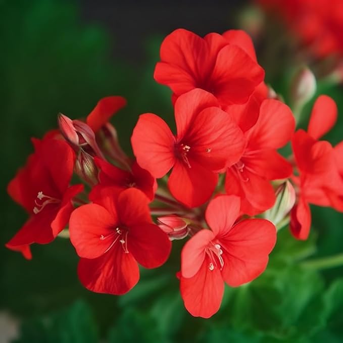Geranium Flower Seeds for Planting, 10 Red Pelargonium Seed, Perennial Flower Plants, Non-GMO Heirloom Geranium Seeds for Garden Home Outdoor