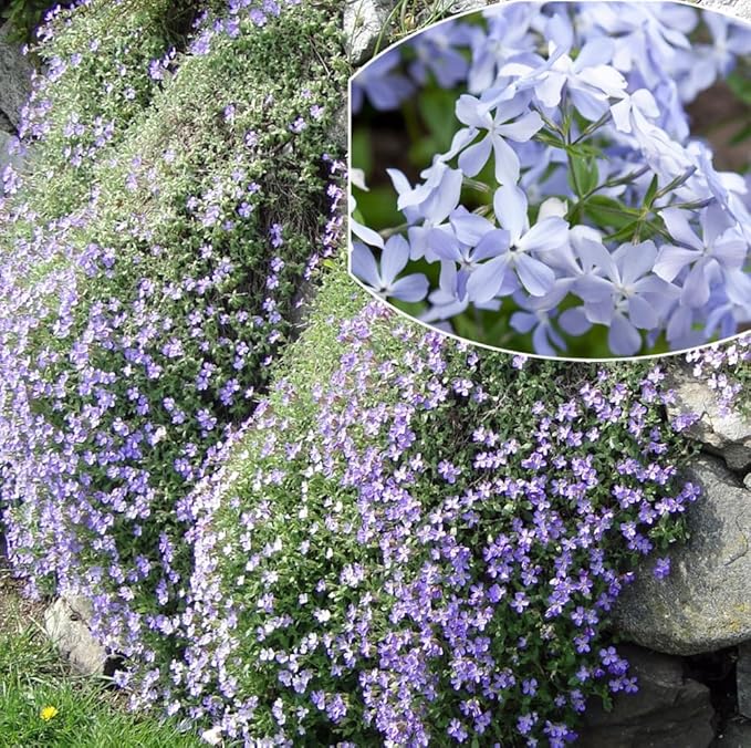 200+ Emerald Blue Creeping Phlox Seeds Flowers Garden Planting