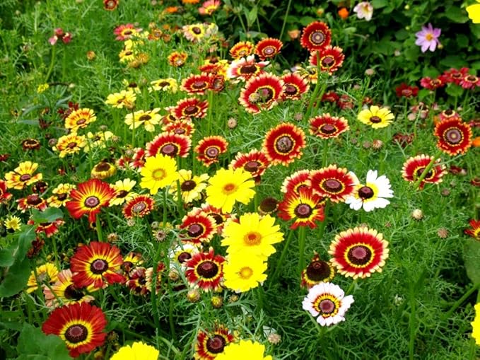Seeds Multicolor Painted Daisy 100+ Seeds for Planting Chrysanthemum Rainbow Mix Annual