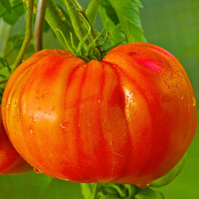 30 Red Beefsteak Tomato Seeds for Planting, Tomato Vegetable Seeds to Grow Indoor Outdoor