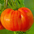 30 Red Beefsteak Tomato Seeds for Planting, Tomato Vegetable Seeds to Grow Indoor Outdoor