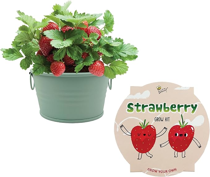 BUZZY Seeds Sage Green Painted Basin Strawberry Grow Kit, Indoor Fruit Plant Starter, Fun DIY Gardening Gift, Grow Your Own Snack, Party Favor or Valentine Gift