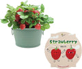 BUZZY Seeds Sage Green Painted Basin Strawberry Grow Kit, Indoor Fruit Plant Starter, Fun DIY Gardening Gift, Grow Your Own Snack, Party Favor or Valentine Gift