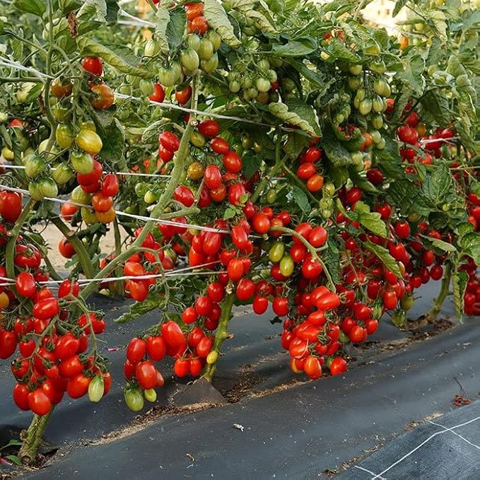 SeedsUP - 50+ Seeds Vine Tomato - Vegetable Red