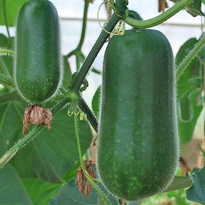 Gourd Seeds - New Jang Sin - Hybrid - 2 g Packet ~10 Seeds - Non-GMO, F1 Hybrid - Asian Garden Vegetable