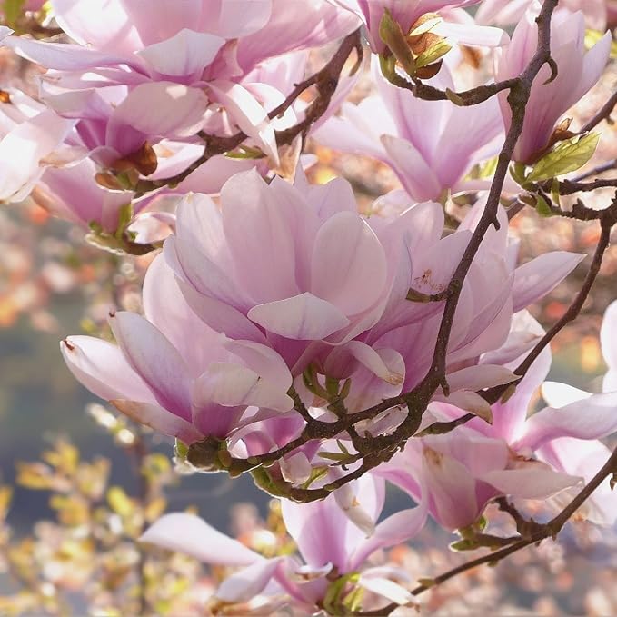 10 Seeds Mixed Magnolia Flower Seeds Fragrant Tree Perennial Ornamental Plant Shrub Fragrant Cut Flowers Attracts Birds & Butterflies Garden Outdoor