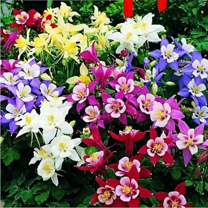 Aquilegia 'Pink Petticoat' Columbine Seeds – 100pcs Perennial Blooms with Double Pink Petals – Graceful Flowers for Outdoor Beds & Wildlife Gardens
