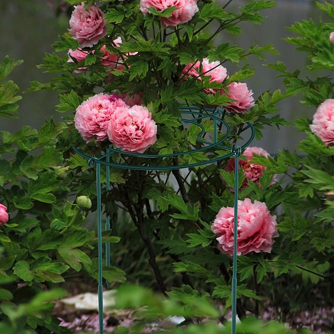 3Set Metal Peony Grid Cages, 30"H X 13"D Large Flower Support Cages Grow Through Hoop Ring Peony Stakes Garden Plant Support Rings Heavy Duty Plant Braces Peonies Structure for Outdoor Plants Blossoms