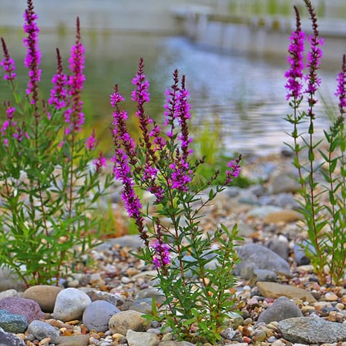 1000 Lythrum Seeds Purple Garden Flowers for Planting Easy to Grow Outdoor Home Garden