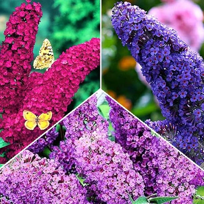 NIKA SEEDS - Seeds Flowers Butterfly Bush Mix Annual - 1000 Seeds