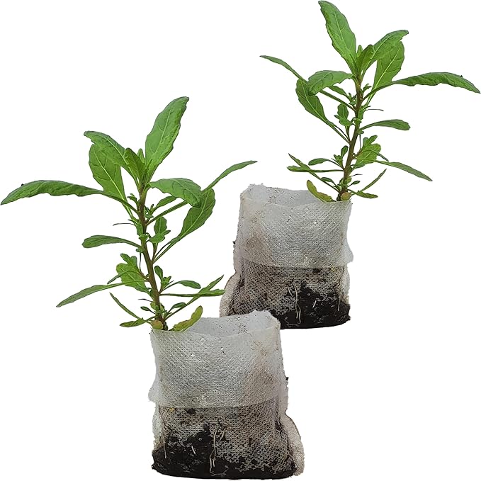 Live Epazote Plant/Mexican Tea. Year's Supply. Family Pack. Helps Immunity, Digestion, Metabolism. Flavorful, Pungent, Fresh, Edible. Easy Grow. Indoor/Outdoor. (2 Epazote in Sac)