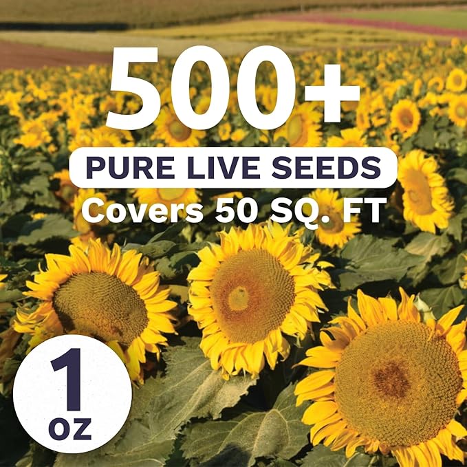 Dwarf Sunspot Sunflower - Large 1 Ounce Packet - 500 Flower Seeds for Planting - Helianthus annuus