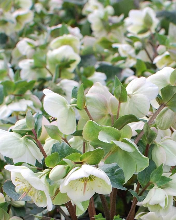 Perennial Farm Helleborus Frostkiss® Moondance™ – Live Lenten Rose in #1 Container, Creamy White Blooms with Green Centers, Marbled Evergreen Foliage, Shade Loving, Deer Resistant
