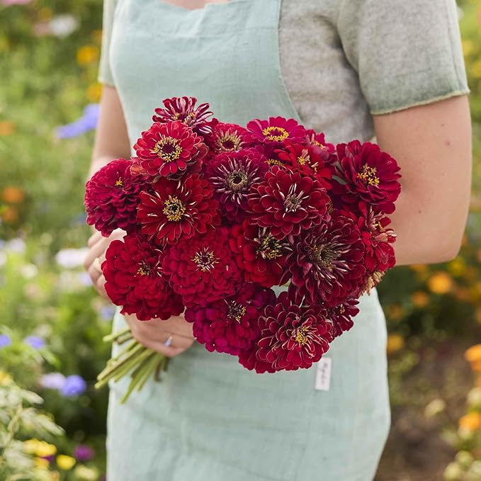 Eden Brothers Zinnia Seeds - Meteor, Non-GMO Seeds for Planting, Packet | Low-Maintenance Flower Seeds, Plant During Spring, Zones 3, 4, 5, 6, 7, 8, 9, 10