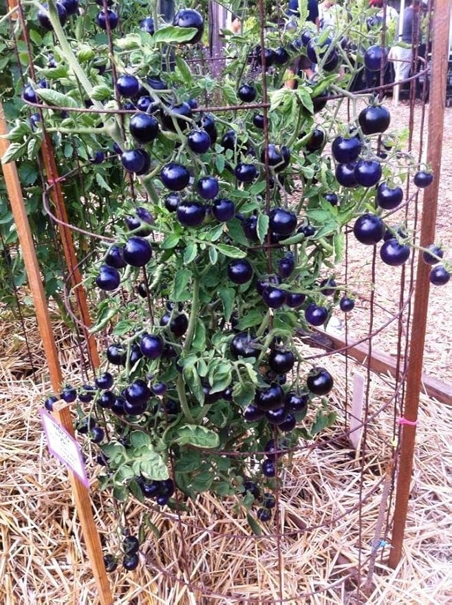 50+ Seeds Cherry Tomato Indigo Rose Large - Vegetable Blue