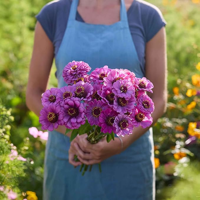 Eden Brothers Zinnia Seeds - Dream, Non-GMO Seeds for Planting, 1 oz | Low-Maintenance Flower Seeds, Plant During Spring, Zones 3, 4, 5, 6, 7, 8, 9, 10