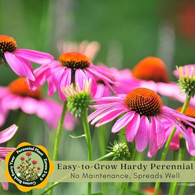 Clovers Garden Deep Rose Coneflower (Echinacea) Plants – Two (2) Live Plants – Non-GMO - Not Seeds - Each 4" to 8" Tall – in 4" Inch Pots – Hardy Flowering Perennial, Pollinator Favorite
