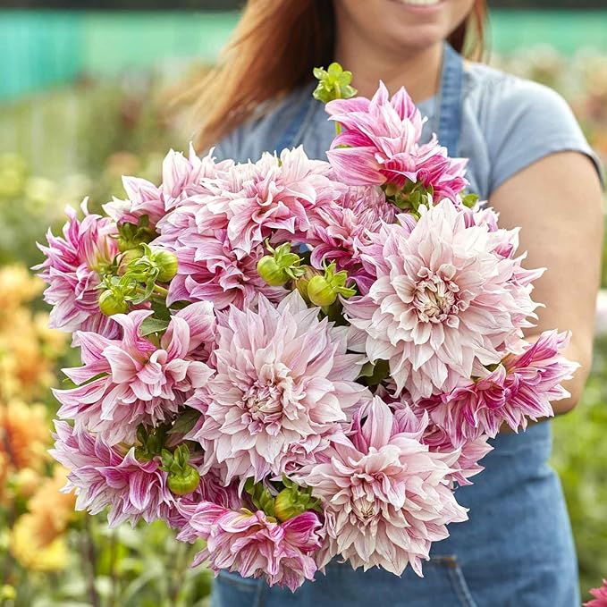 Eden Brothers Dahlia Bulbs (Dinnerplate) - Cafe Au Lait Royal, Non-GMO Bulbs for Planting, 2 Bulbs | Low-Maintenance Flower Bulbs, Plant During Spring, Zones 8, 9, 10, 11
