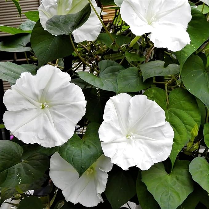 20+USA Premium Seeds Moonflower Vine Flower for Planting Outdoor Fragrant Heirloom Vine