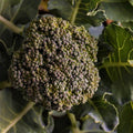 Waltham 29 Broccoli Seeds - 100 Count Seed Pack - A Delightful Standard Variety Known for its Excellent Flavor - Country Creek LLC