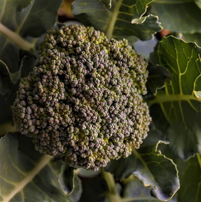 Waltham 29 Broccoli Seeds - 100 Count Seed Pack - A Delightful Standard Variety Known for its Excellent Flavor - Country Creek LLC