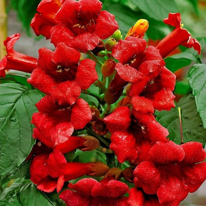 300+ Mixed Hummingbird Trumpet Vine Seeds for Planting - Non-GMO Seeds,Attract Hummingbirds & Butterflies for Outdoor Gardens
