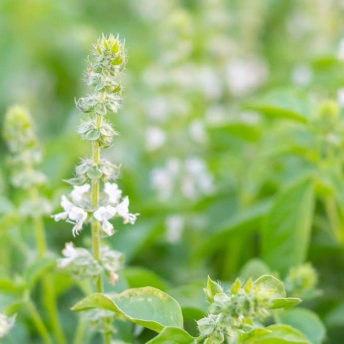 Organic Sweet Basil Seeds - 4 Oz ~76,000 Seeds - Non-GMO, Open Pollinated, Certified Organic - Herb Garden & Microgreens Seed