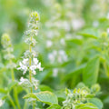Organic Sweet Basil Seeds - 4 Oz ~76,000 Seeds - Non-GMO, Open Pollinated, Certified Organic - Herb Garden & Microgreens Seed