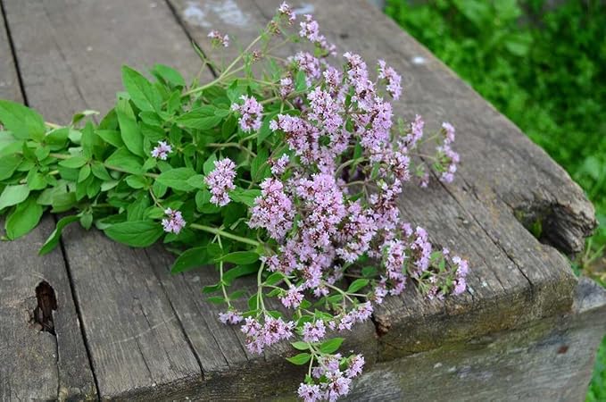 SeedsUP - 800+ Seeds Oregano - Herb Green