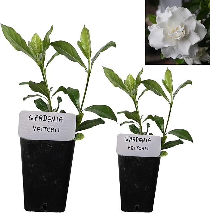 Gardenia Veitchii - Everblooming - Gardenia Jasminoides. Fragrant Evergreen Shrub with Glossy Foliage and Pure White Blooms, Perfect for Pots, Borders, or Gardens (2 Gardenia Veitchii Plants in Sac)
