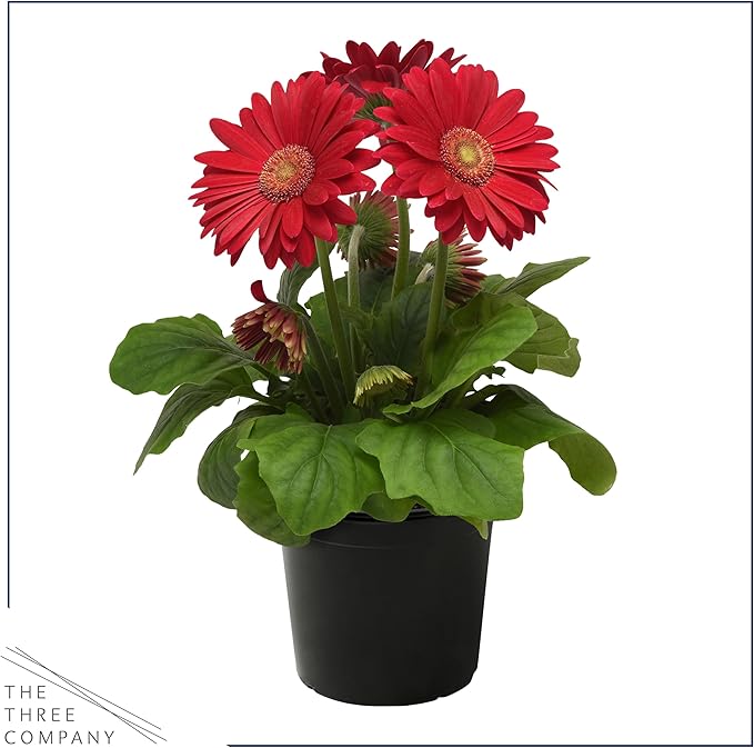Live Flowering Gerbera Daisies - Shades of Pink (2 Plants Per Pack) - Beautiful Spring Flowers - 12" Tall by 5" Wide in 1 Qt Pot