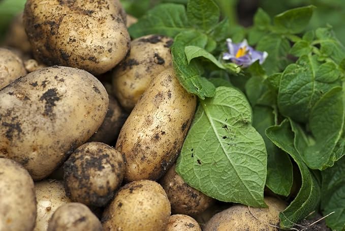 Simply Seed™ - Kennebec Potatoes - 5 LBS -No GMO - American Grown - Ready to Grow
