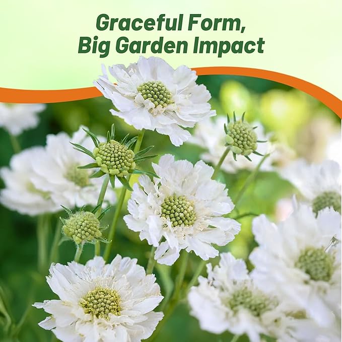 Outsidepride Perfection White Scabiosa Seeds - 400 Pcs Perennial Pincushion Flower Seeds That Attract Pollinators, Upright & Neat Growth Habit for Small Gardens, Borders, Containers, & Xeriscaping