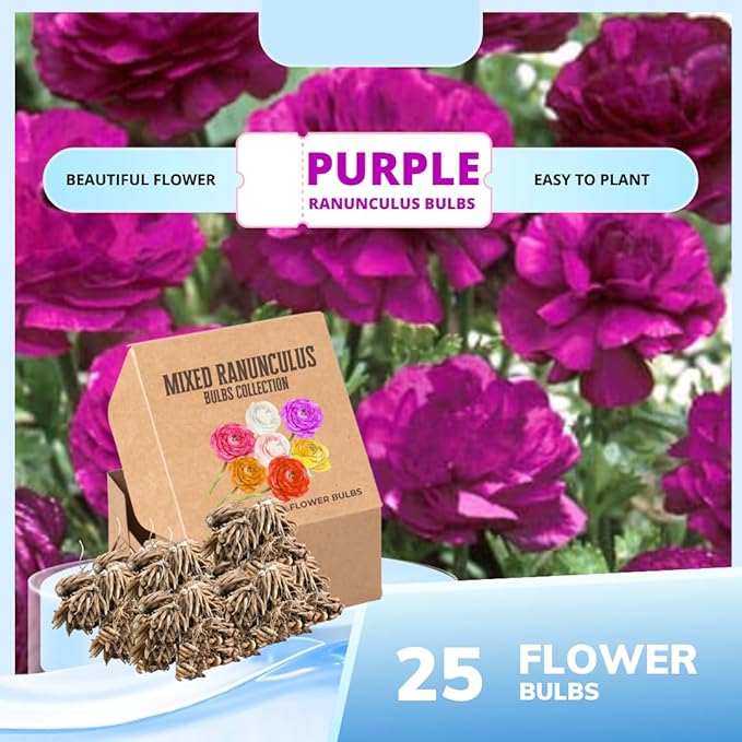 Pack 25 Ranunculus Bulbs for Planting, Purple Ranunculus Corms, Butterfly Ranunculus Flowers Bulbs to Grow, Peony Buttercup Ranunculus