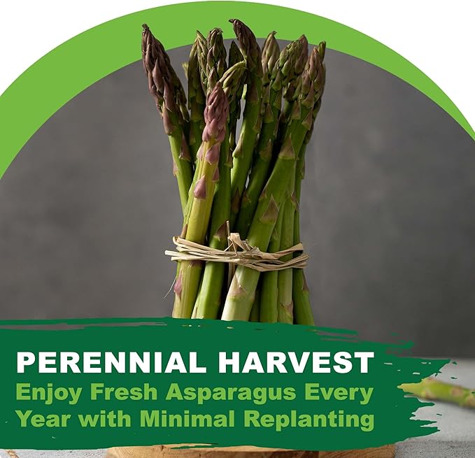 TKE Farms & Gardens - Mary Washington Asparagus Seeds for Planting, 85+ Heirloom Non-GMO Seeds, Tender Perennial Stalks with Rich Flavor, Perfect for Spring Gardens, Includes Growing Instructions