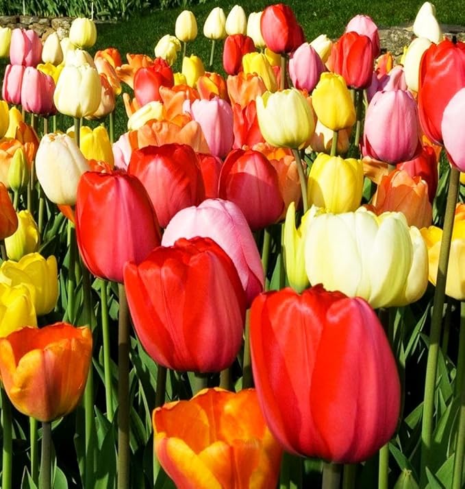 Triumph Tulip Bulbs for Fall Planting Mixed Perennial Hybrids Darwin Changing Colors Emperor Mixture Size 12+ (5, Emperor Mixture)