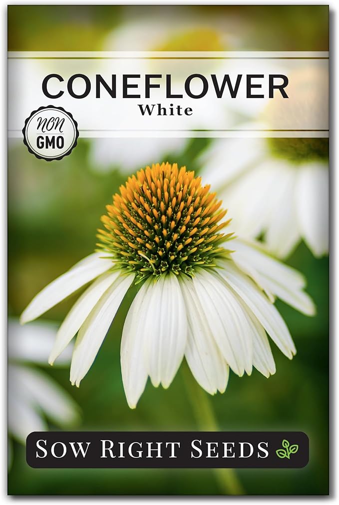 Sow Right Seeds - White Coneflower Echinacea Seeds for Planting - Non GMO Heirloom - Variety - Perennial Ideal for Outdoor Gardening - Hardy Flowers for Pollinators - Wildflower Addition (1)