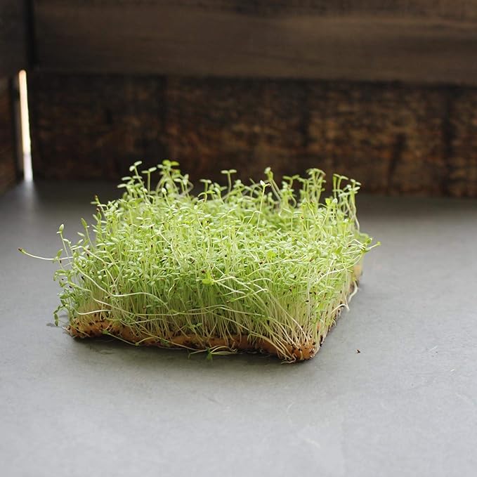 Utah 52-70 Celery Seeds - 1 Oz - Non-GMO, Heirloom Vegetable Gardening, Microgreens by Mountain Valley Seeds